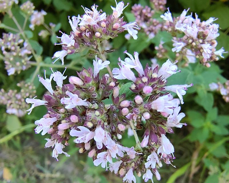 20260725_102335_nat-rn-terrain-412_photo_IMG_20260712_193204202,origan,Origanum_vulgare[1].jpg